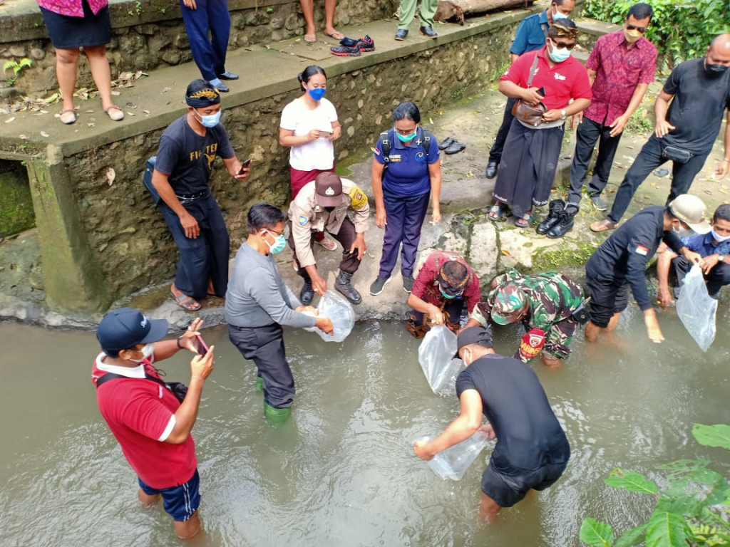 Dukung Ketahanan Pangan Masa Pandemi, Dinas Perikanan Kabupaten Badung Kembali Tebar Benih Ikan Nila